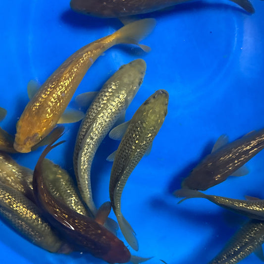 Ginrin Chagoi tosai (baby koi), 4-7 inch, Tani bloodline – House of Koi, Miami