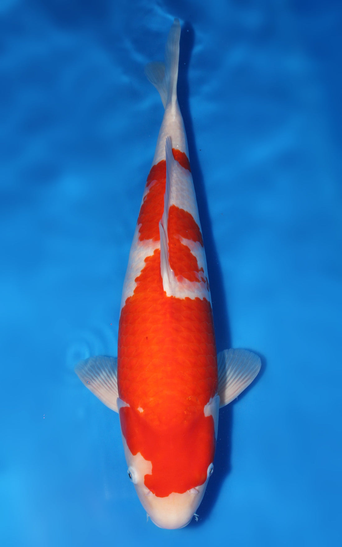 Kohaku Japanese koi in clear, well-buffered water at House of Koi, Miami