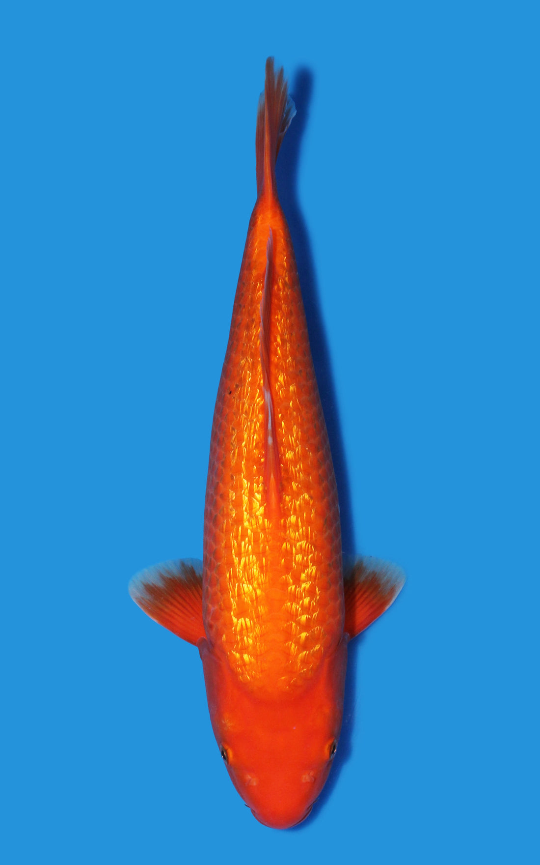 Ginrin Benigoi koi, Otsuka bloodline, at House of Koi in Miami