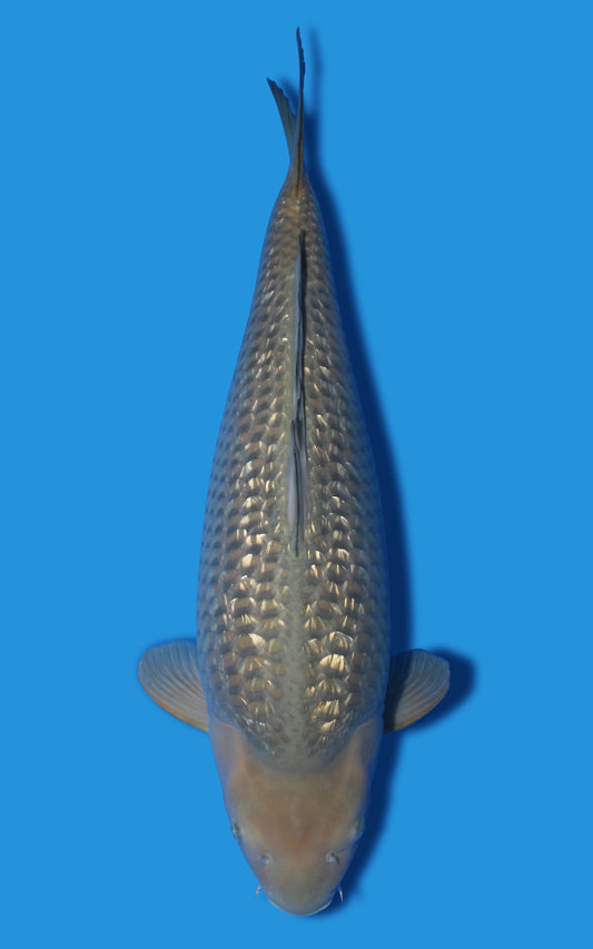 Ginrin Chagoi Japanese koi – 29 inch female, Tani bloodline – House of Koi, Miami