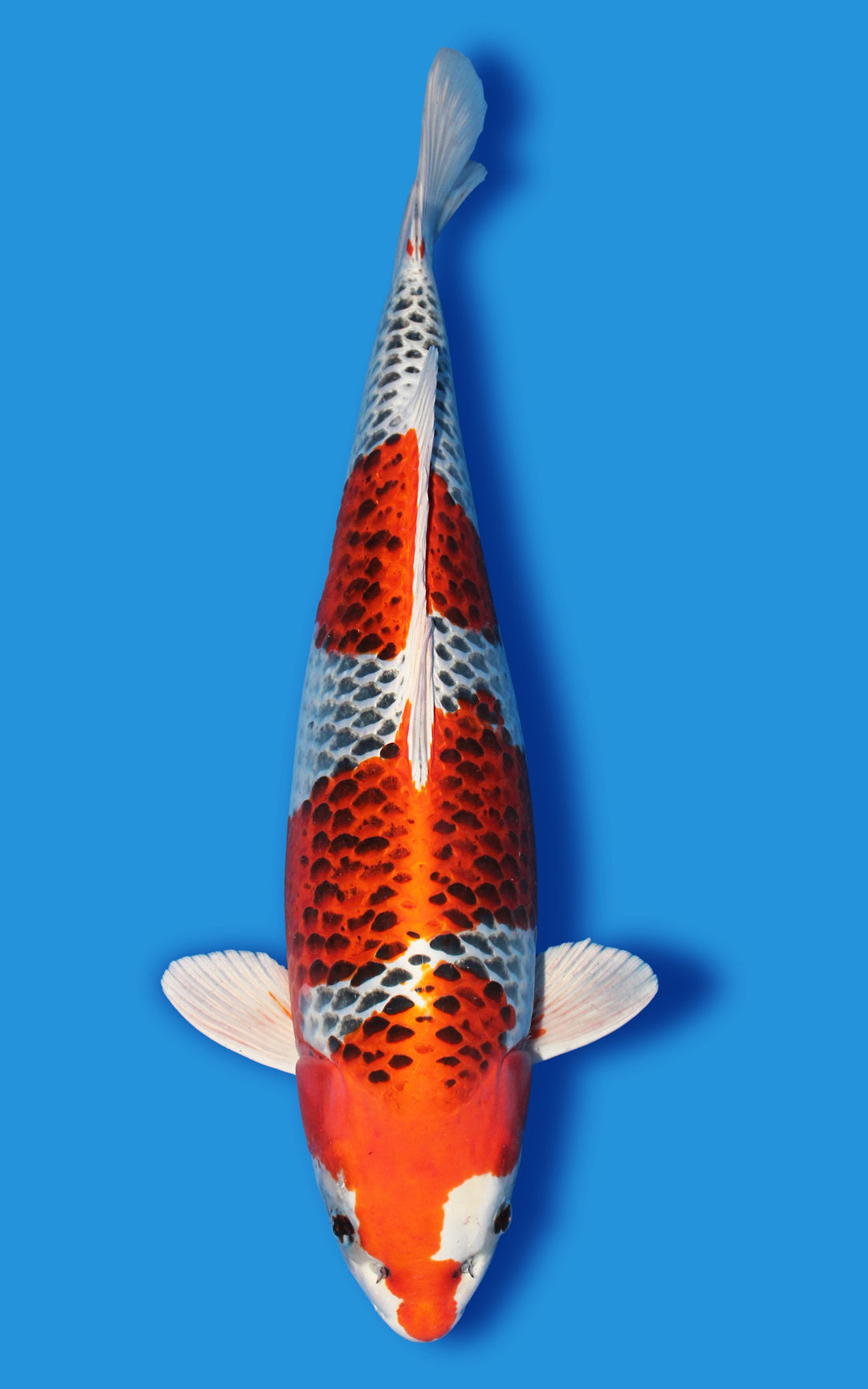 Kujaku koi with platinum base, dark matsuba scales and orange-red pattern
