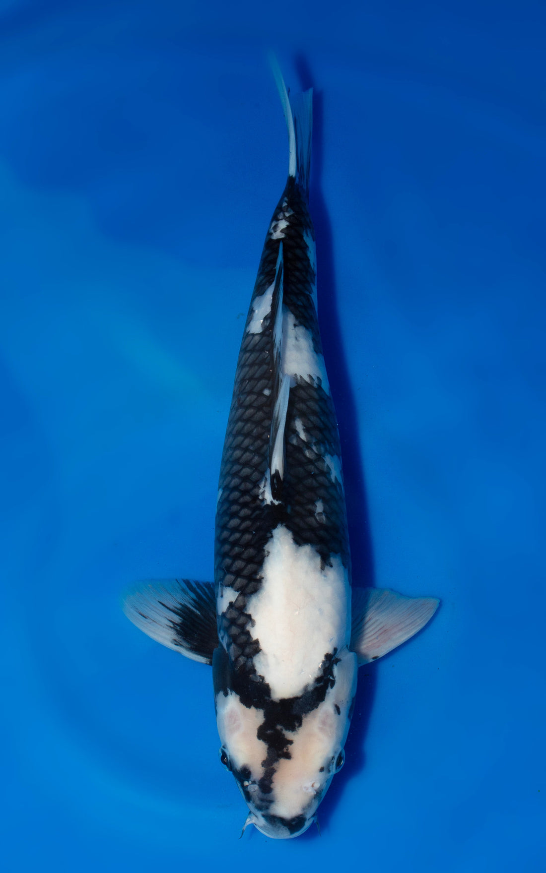 Shiro Utsuri Japanese koi for sale – 16 inch male, Kaneko bloodline – House of Koi