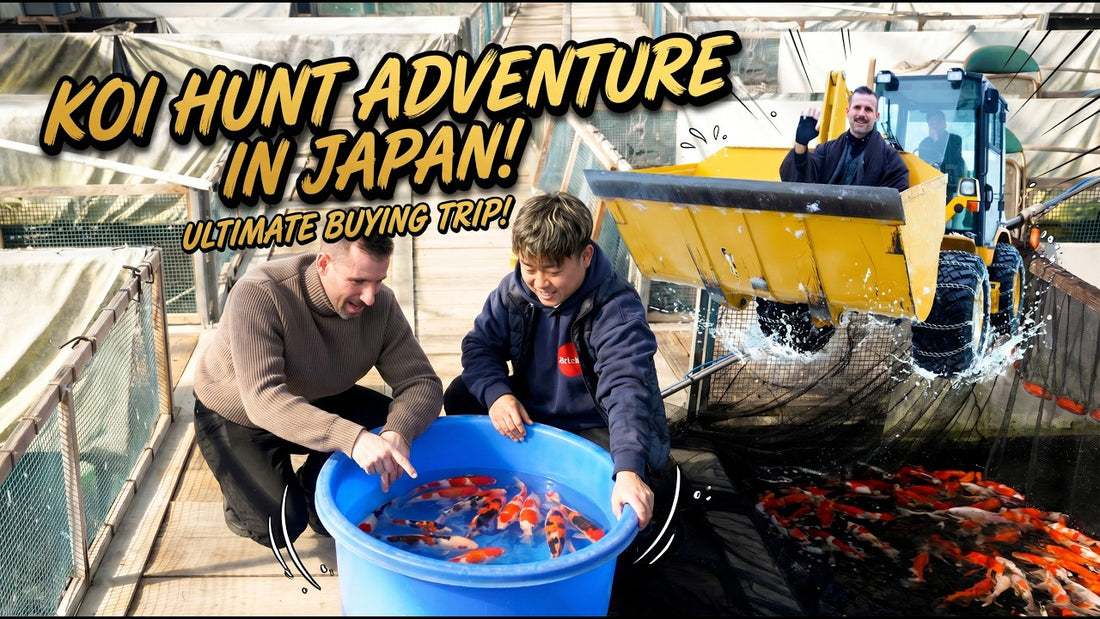 Buying koi in Japan — House of Koi on the 2026 Niigata winter koi farm trip