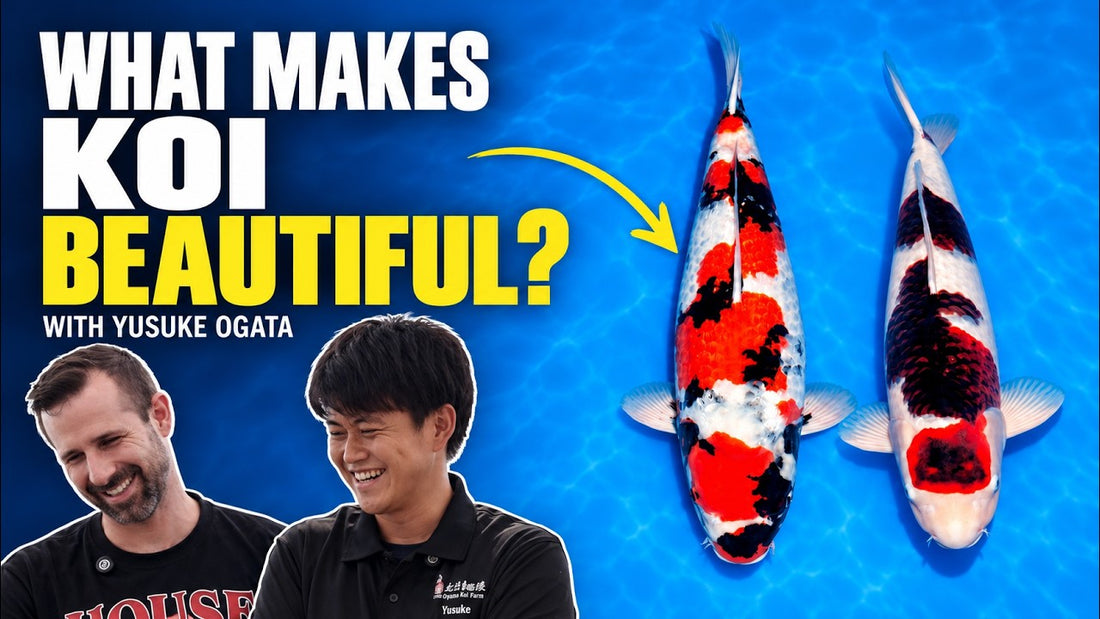 Zak of House of Koi with Yusuke Ogata at Ogata Koi Farm, Fukuoka