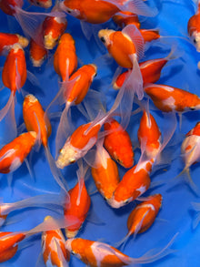 Tamasaba Goldfish