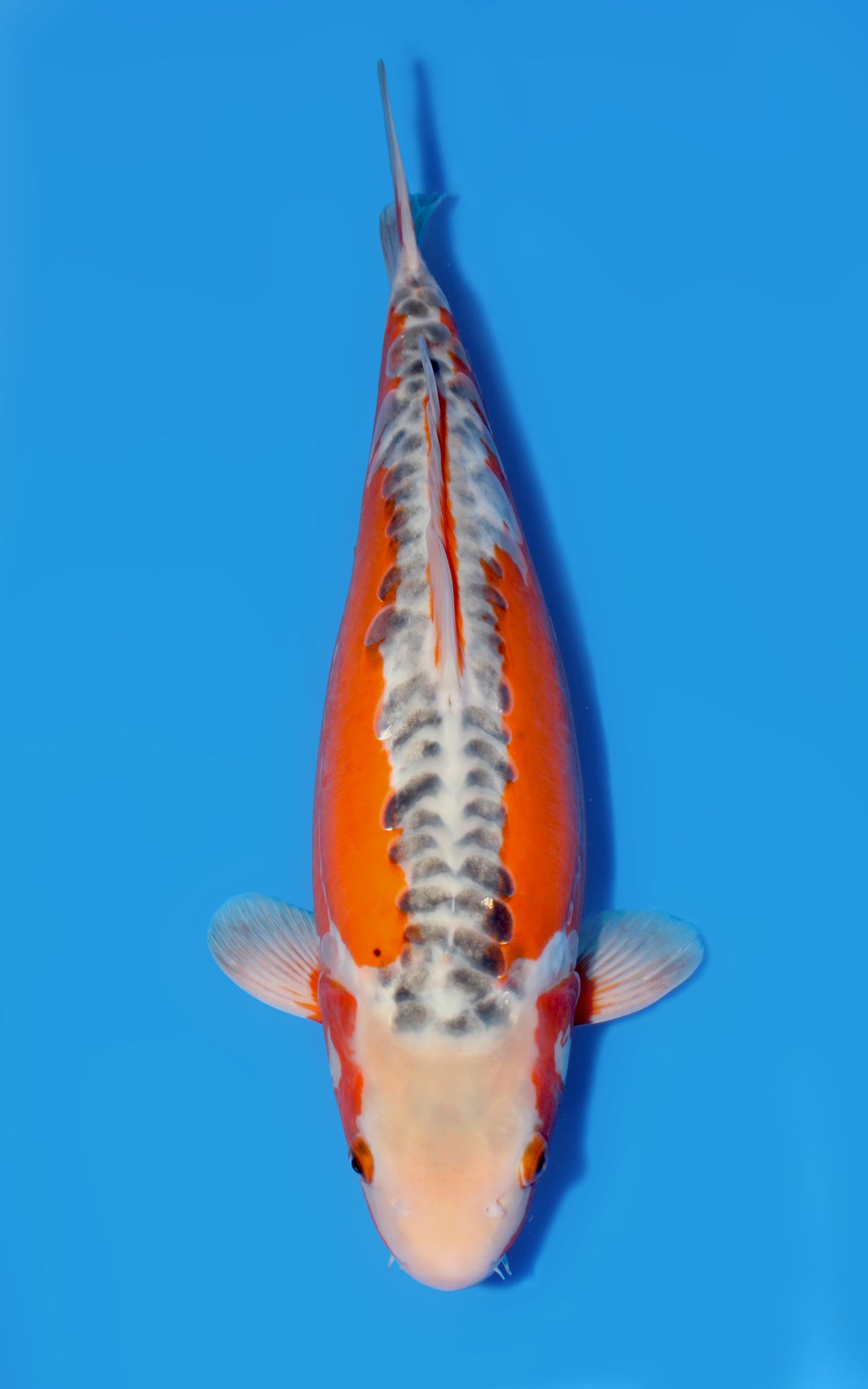 Shusui