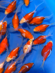 Tamasaba Goldfish