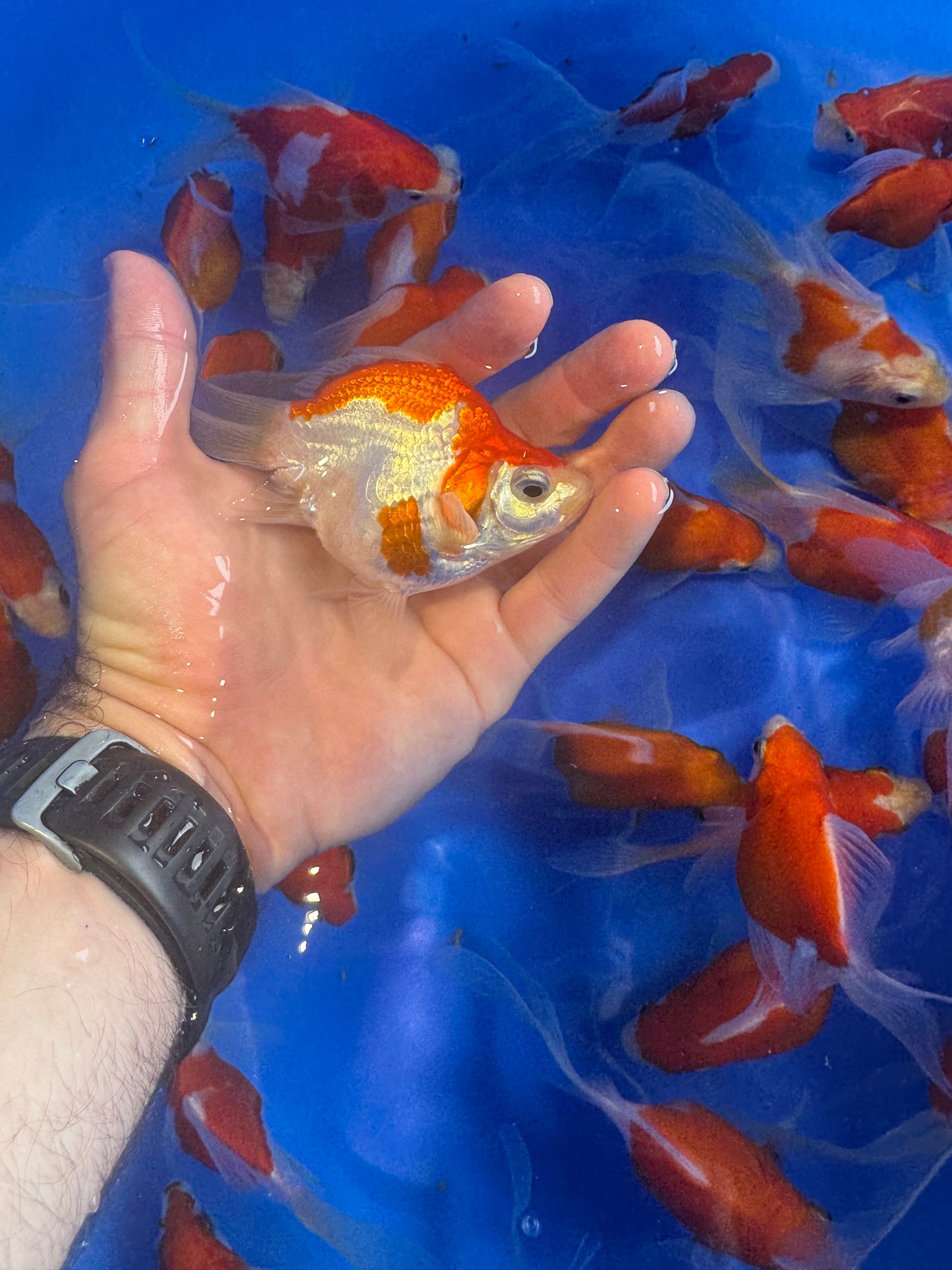 Tamasaba Goldfish