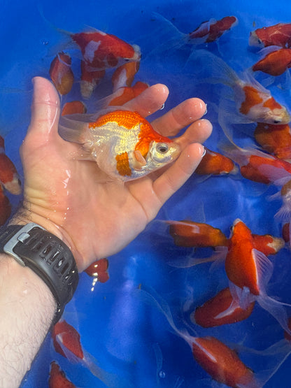 Tamasaba Goldfish