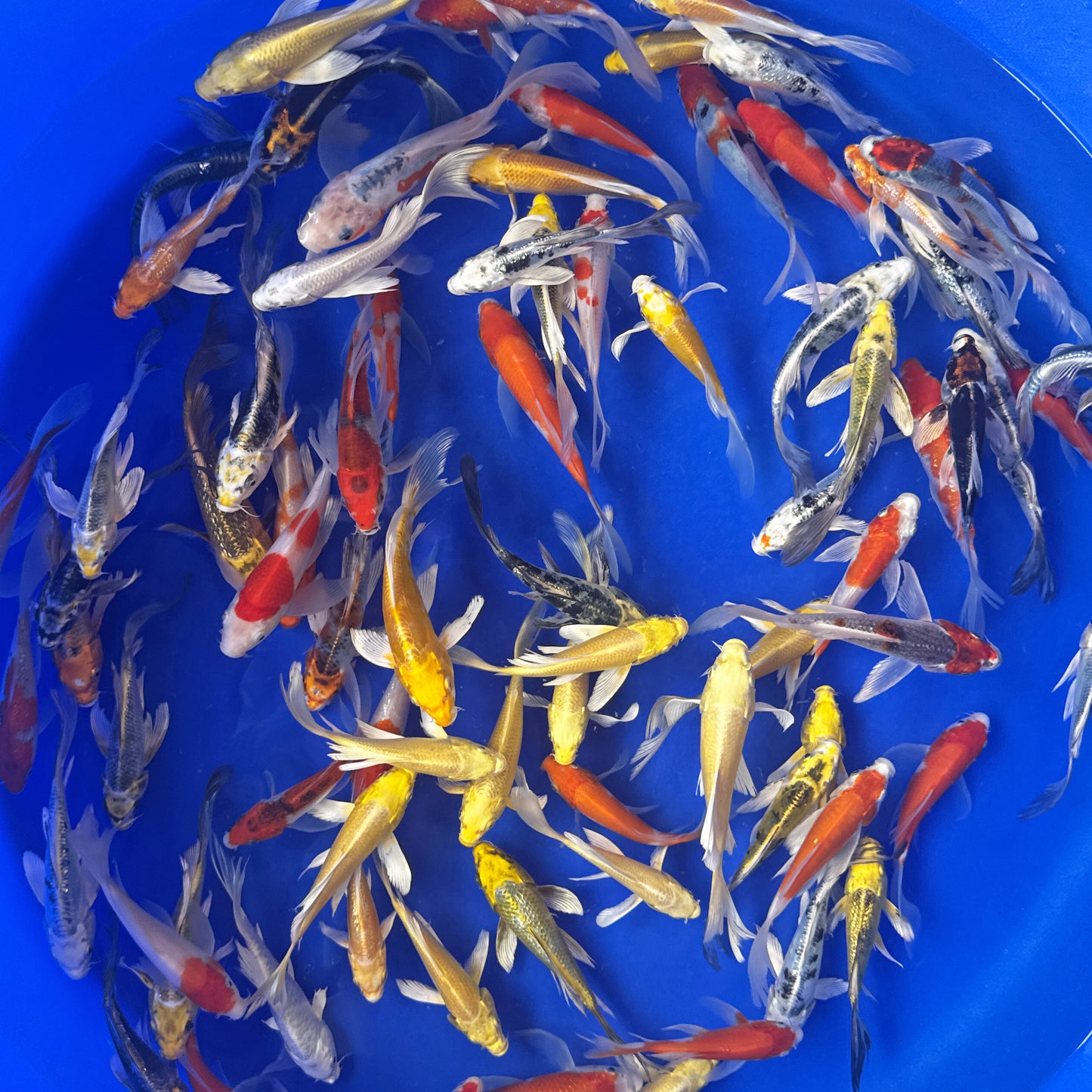 Butterfly Koi Mix