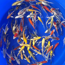 Butterfly Koi Mix