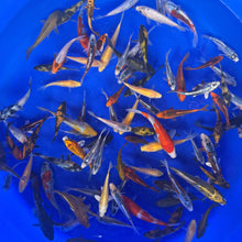Pond Pack, Koi Mix
