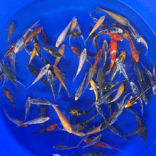 Pond Pack, Koi Mix