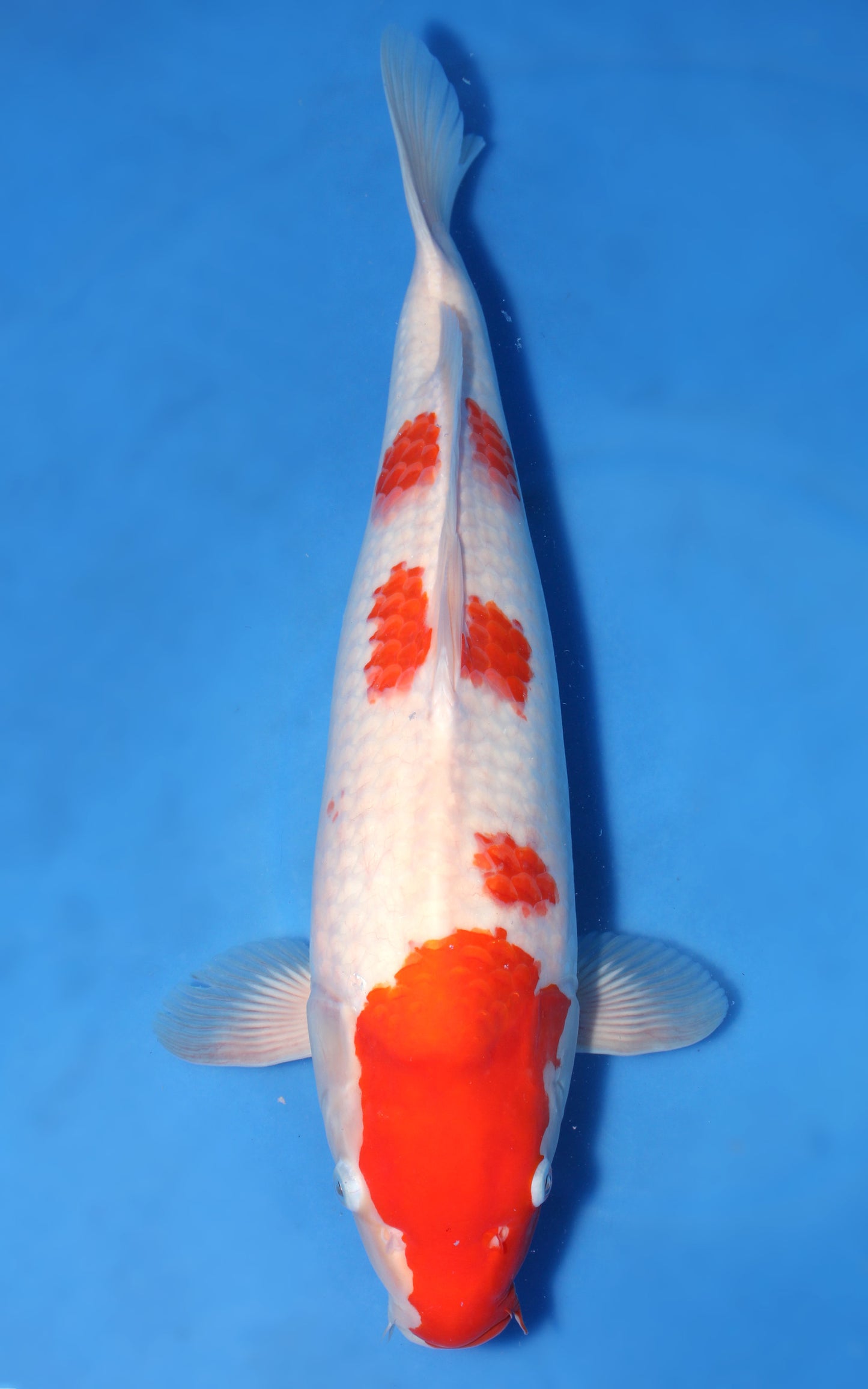 Kohaku