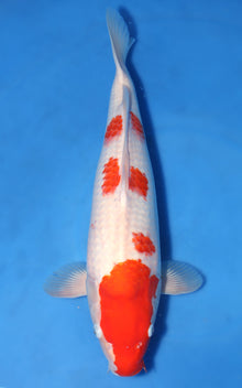 Kohaku