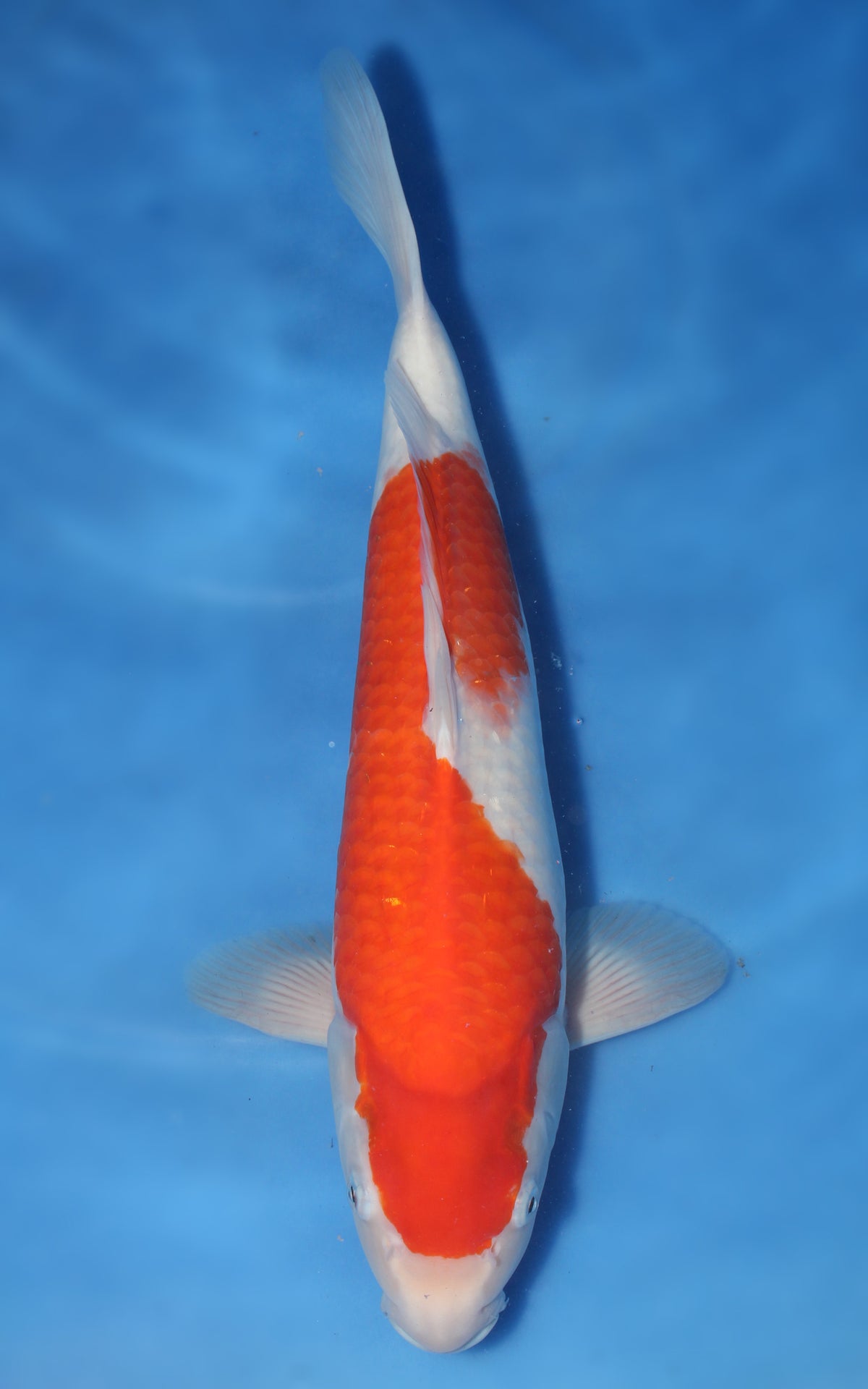 Kohaku