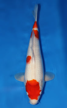 Kohaku