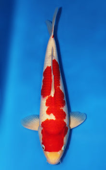 Kohaku