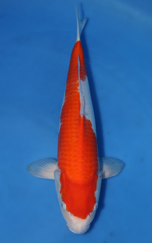 Kohaku