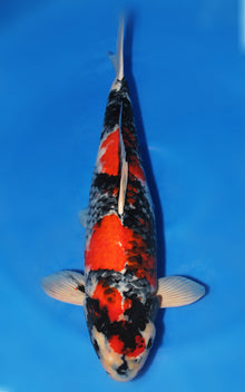 Showa - Dainichi