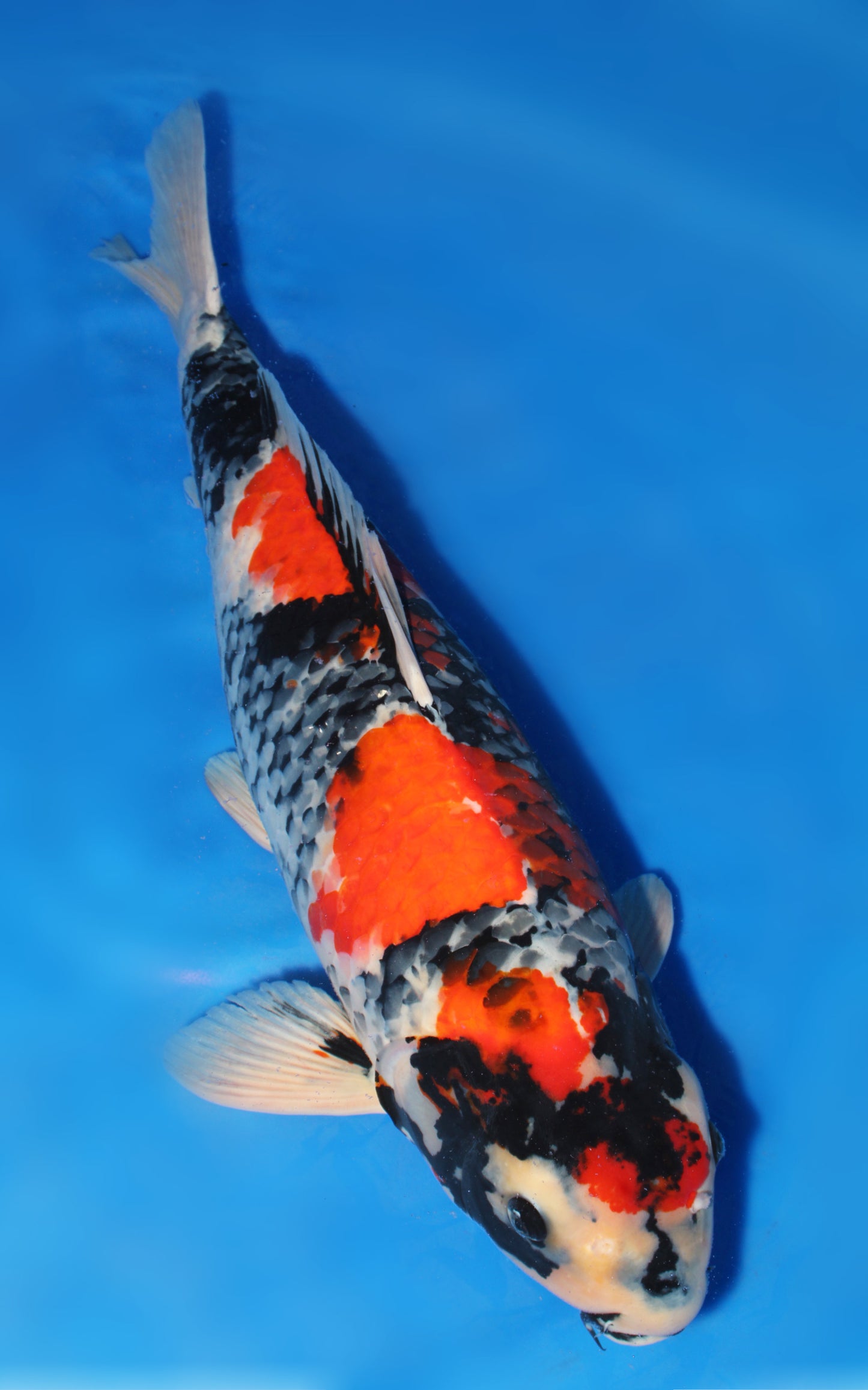 Showa - Dainichi