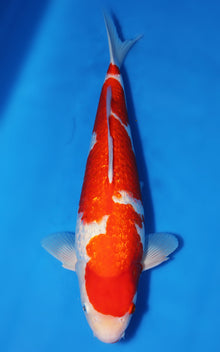 Ginrin Kohaku