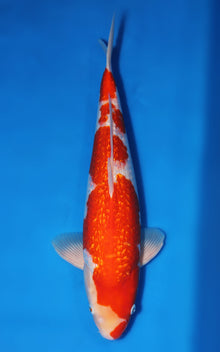 Ginrin Kohaku