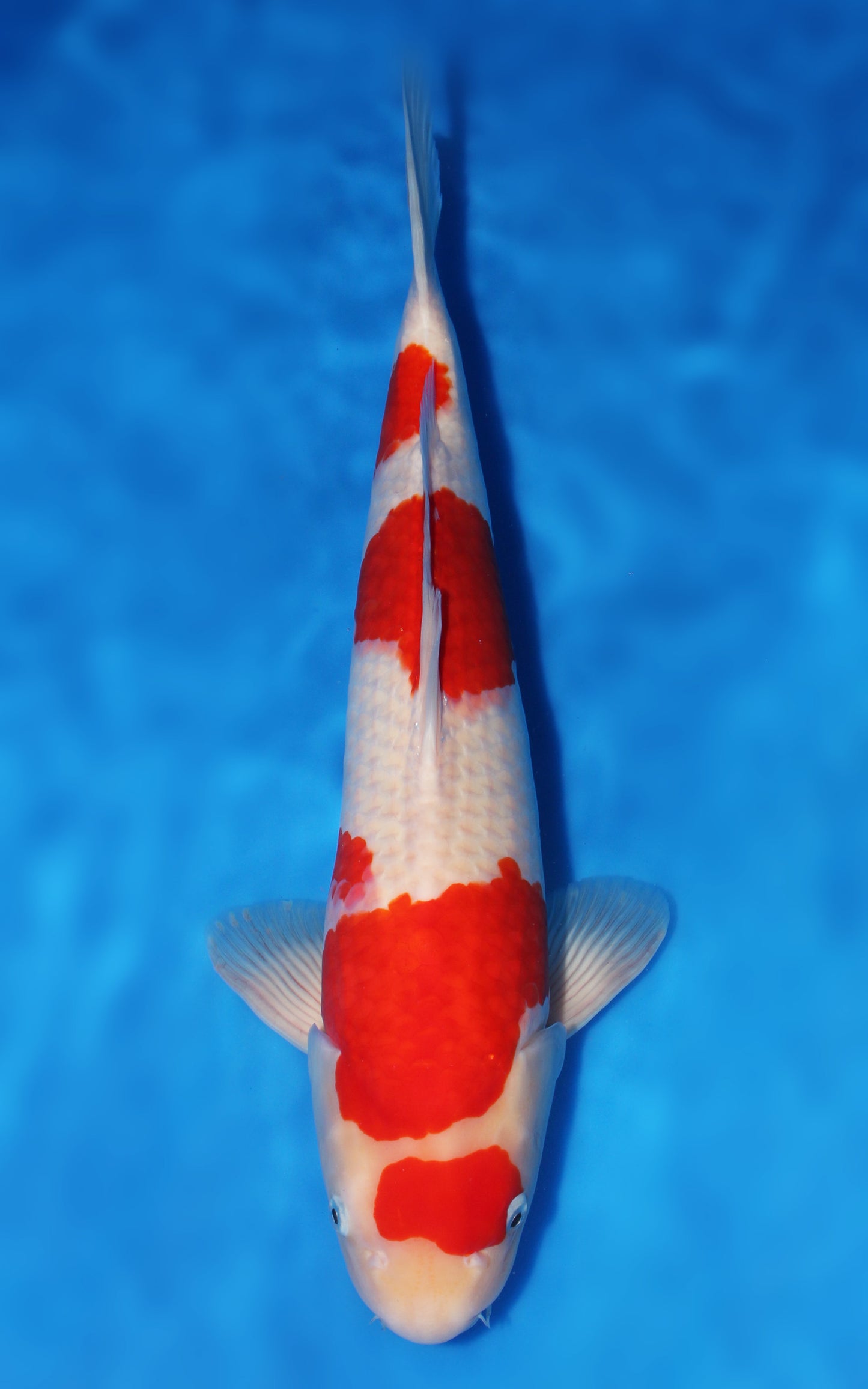 Kohaku