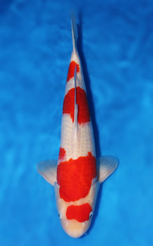 Kohaku