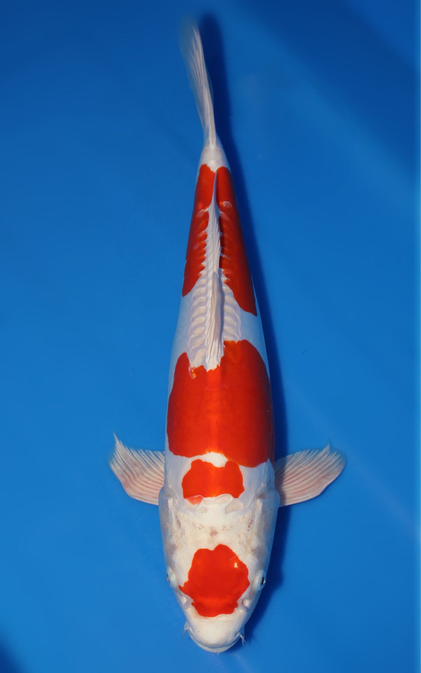 Kikusui