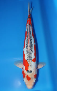 Shusui