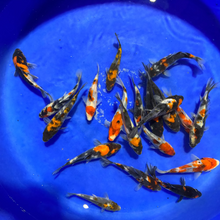 Koi fish swimming in a blue circular pool