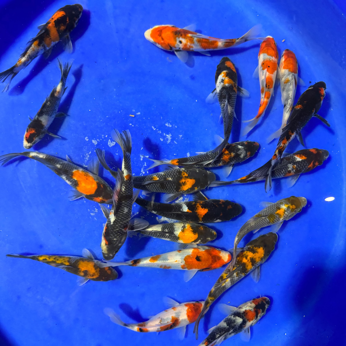 Colorful koi fish swimming in a blue container