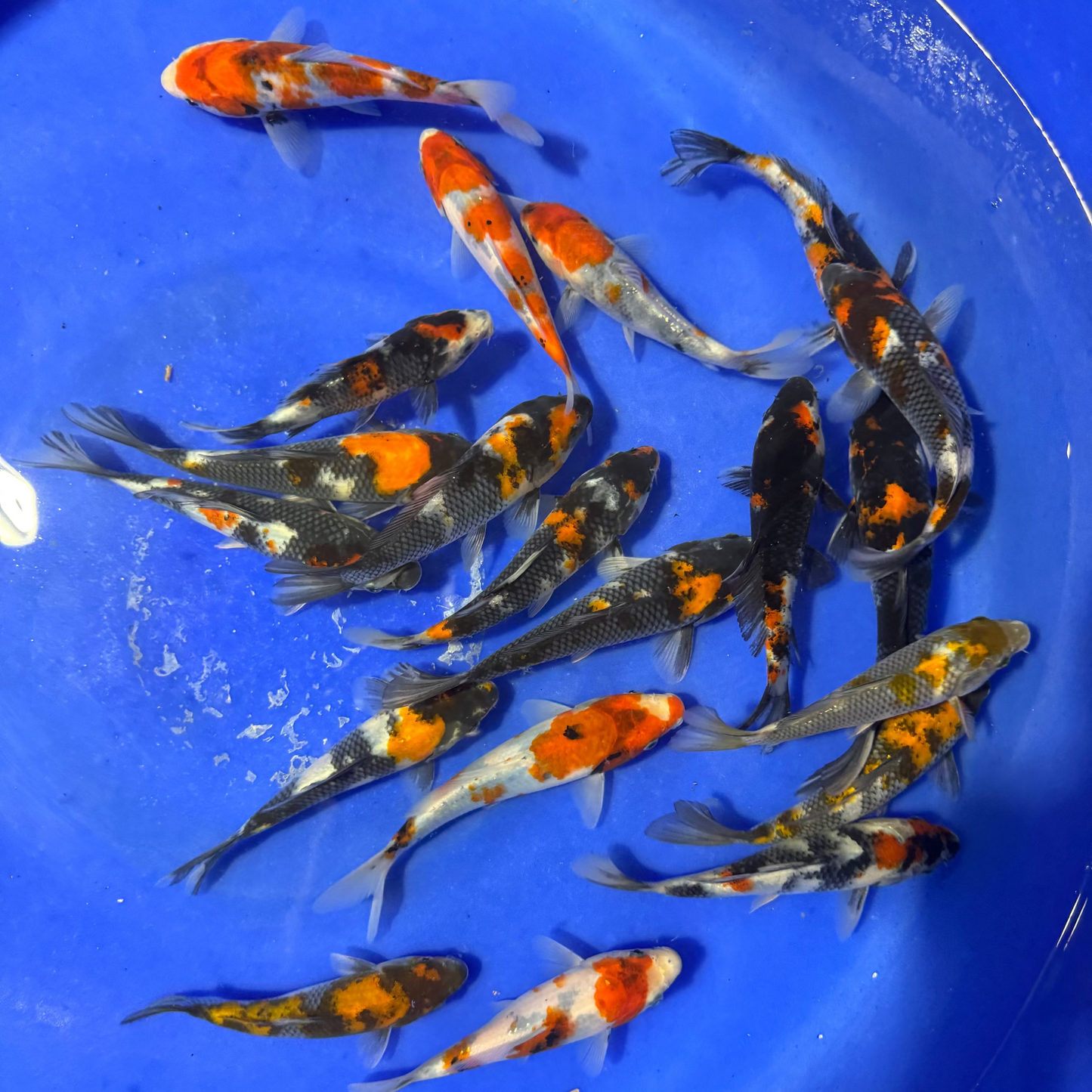 Dainichi Showa Tosai