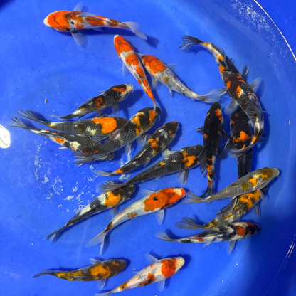 Dainichi Showa Tosai