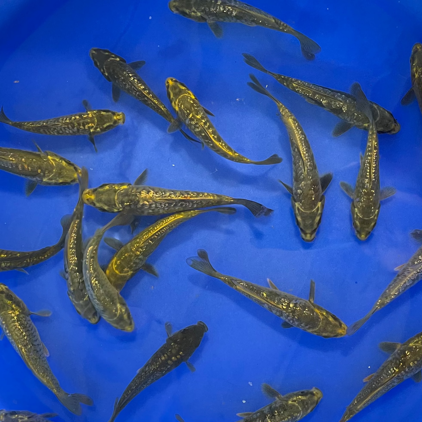 Dragon Diamond / Ginrin Aragoke Tosai (baby koi)