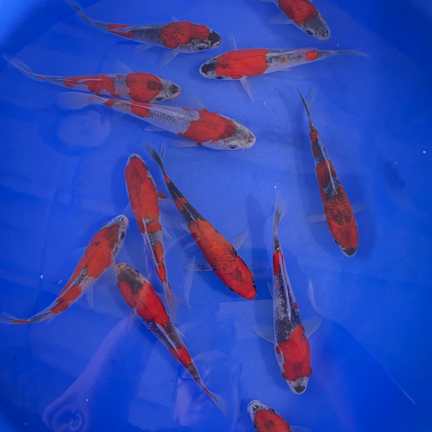 Goshiki Tosai (baby koi)