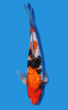 Butterfly Ginrin Showa