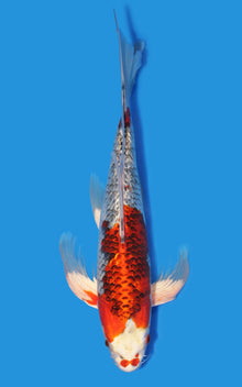 Butterfly Ginrin Kujaku