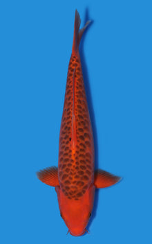Aragoke Aka Matsuba
