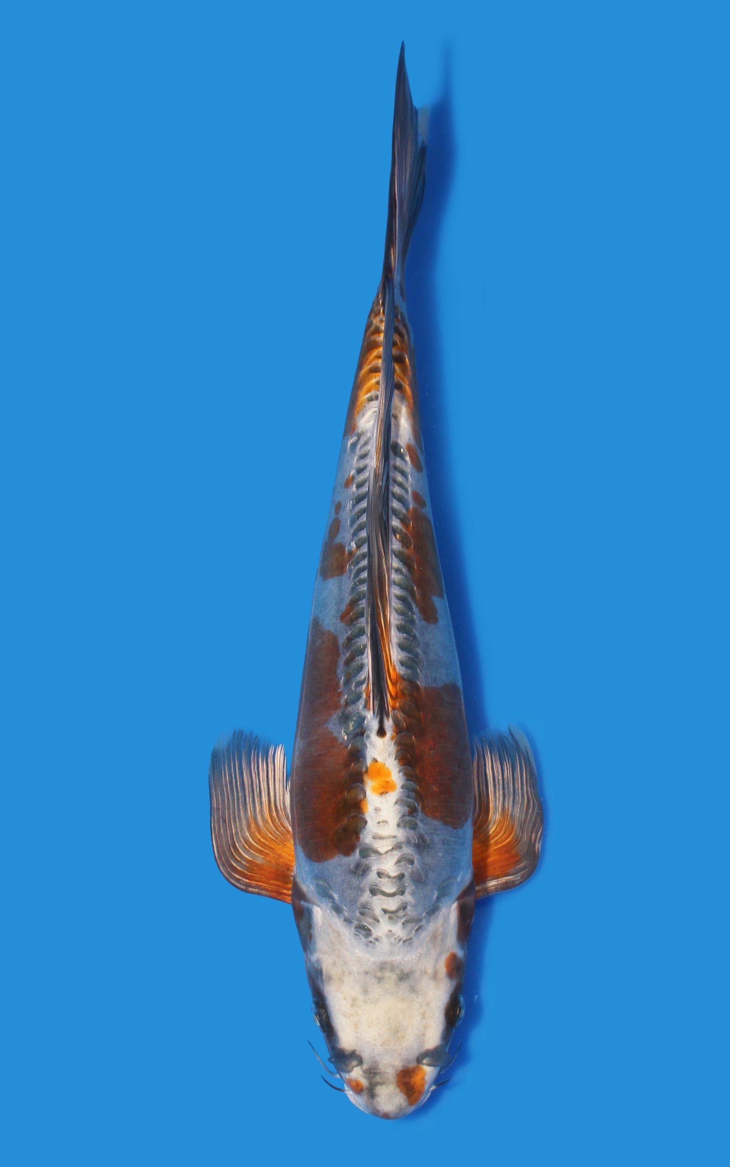 Butterfly Kin Kikokuryu