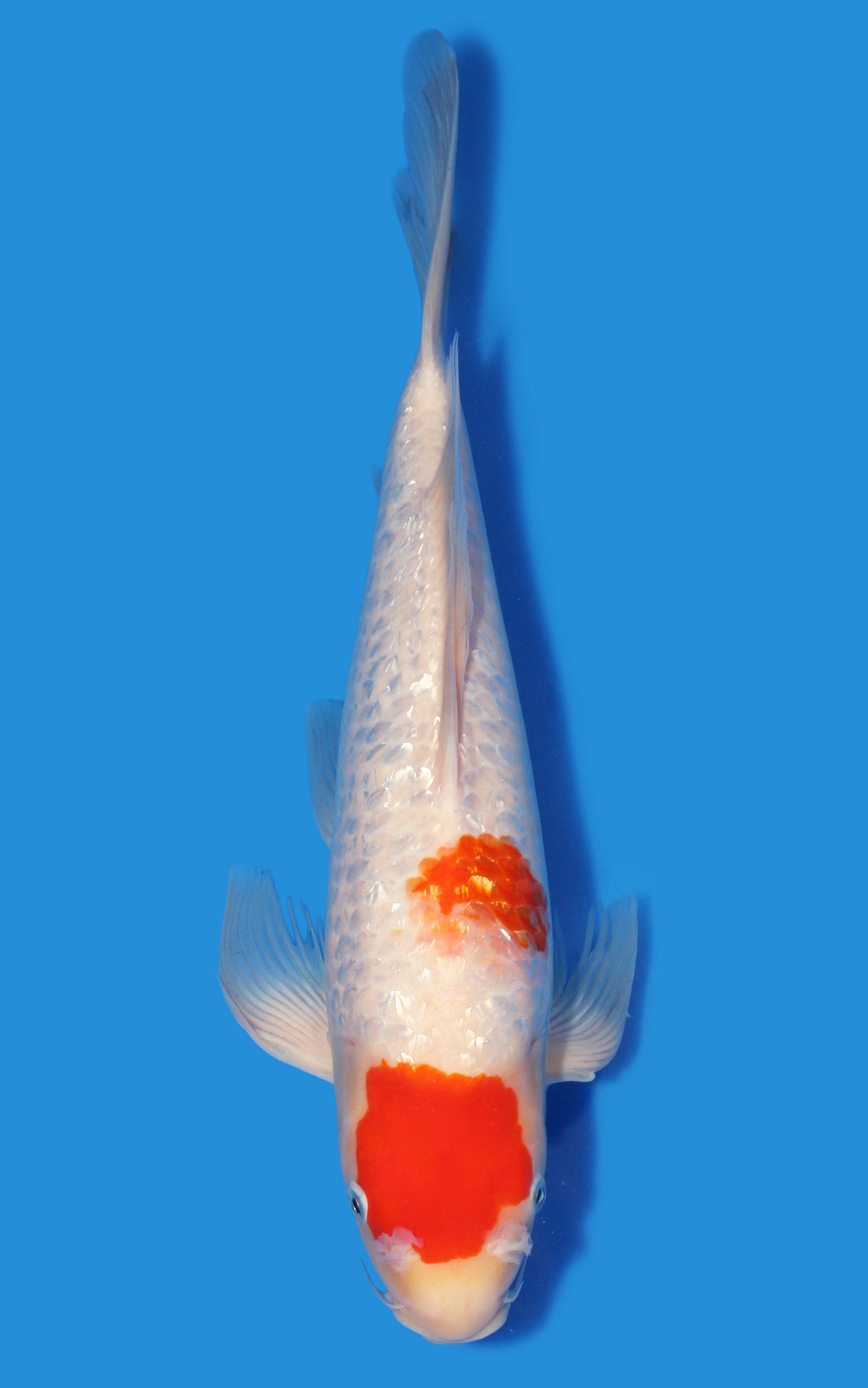 Butterfly Ginrin Kohaku