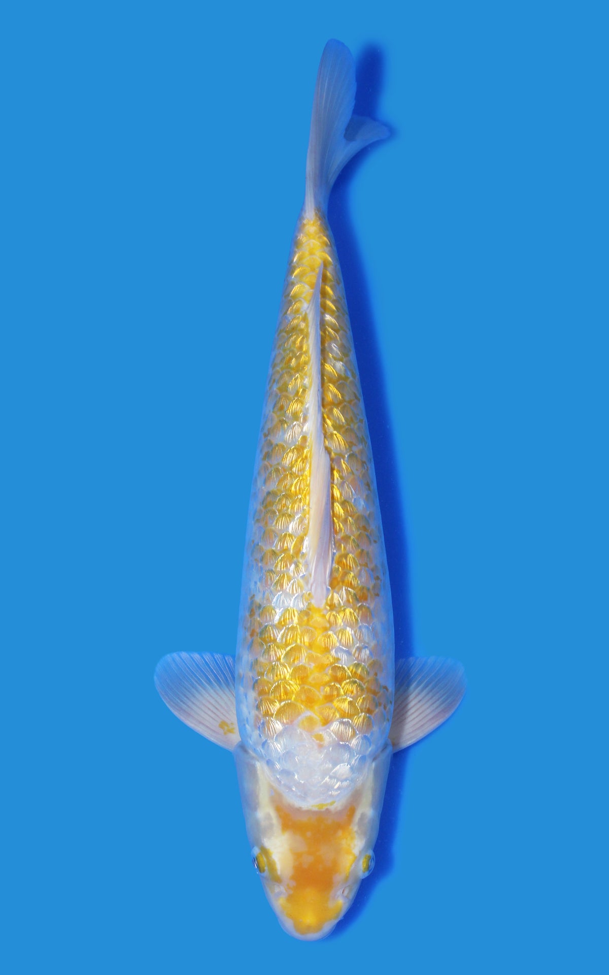 Metallic Ginrin Lemon Hariwake