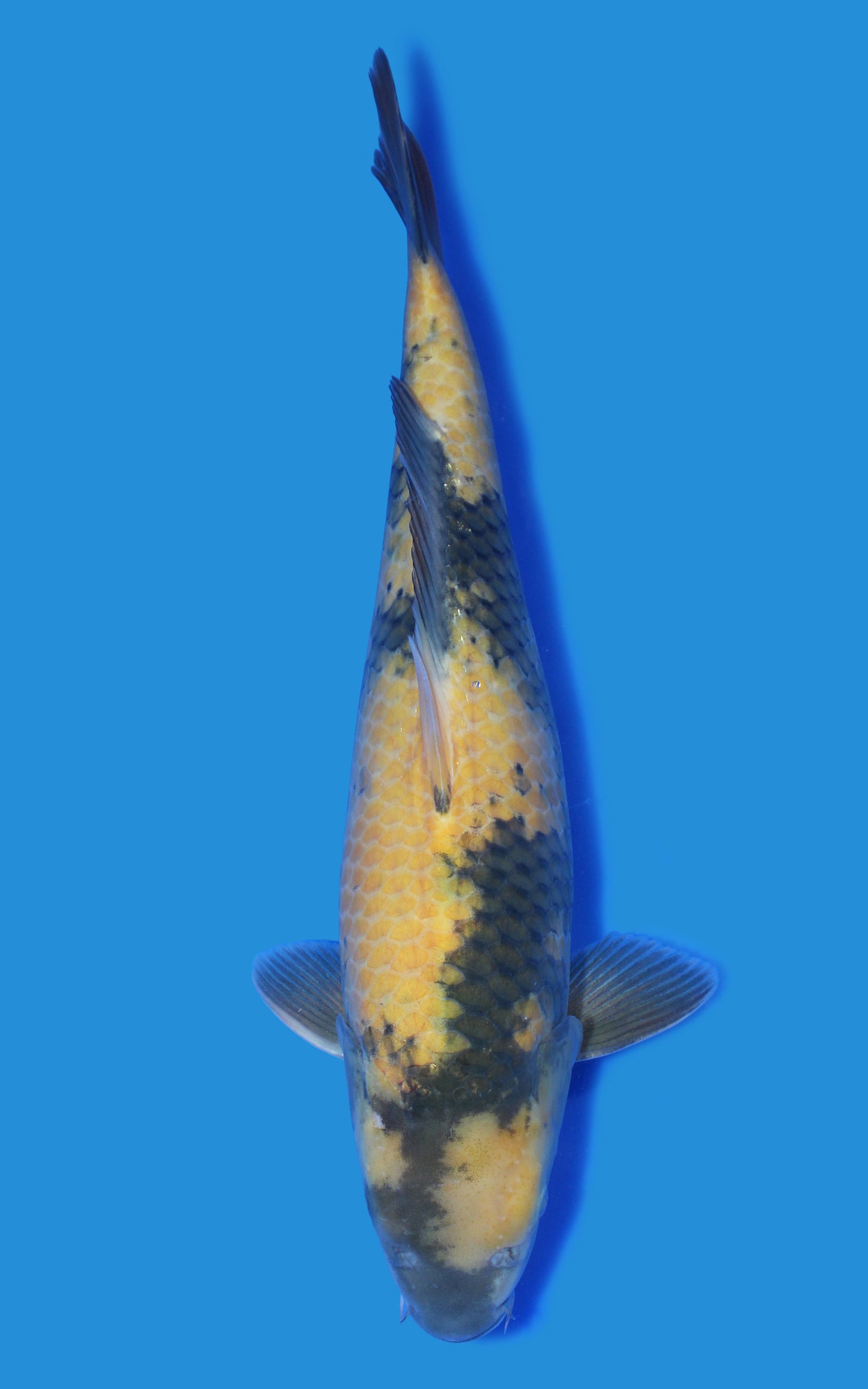Ki Utsuri