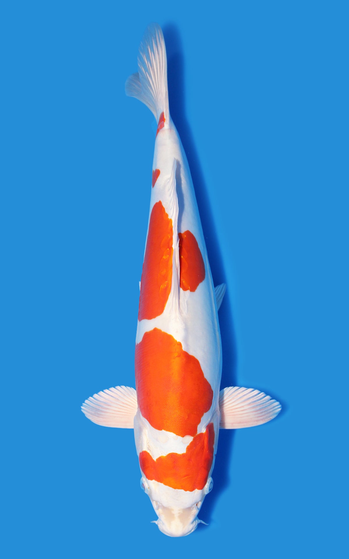 Kikusui