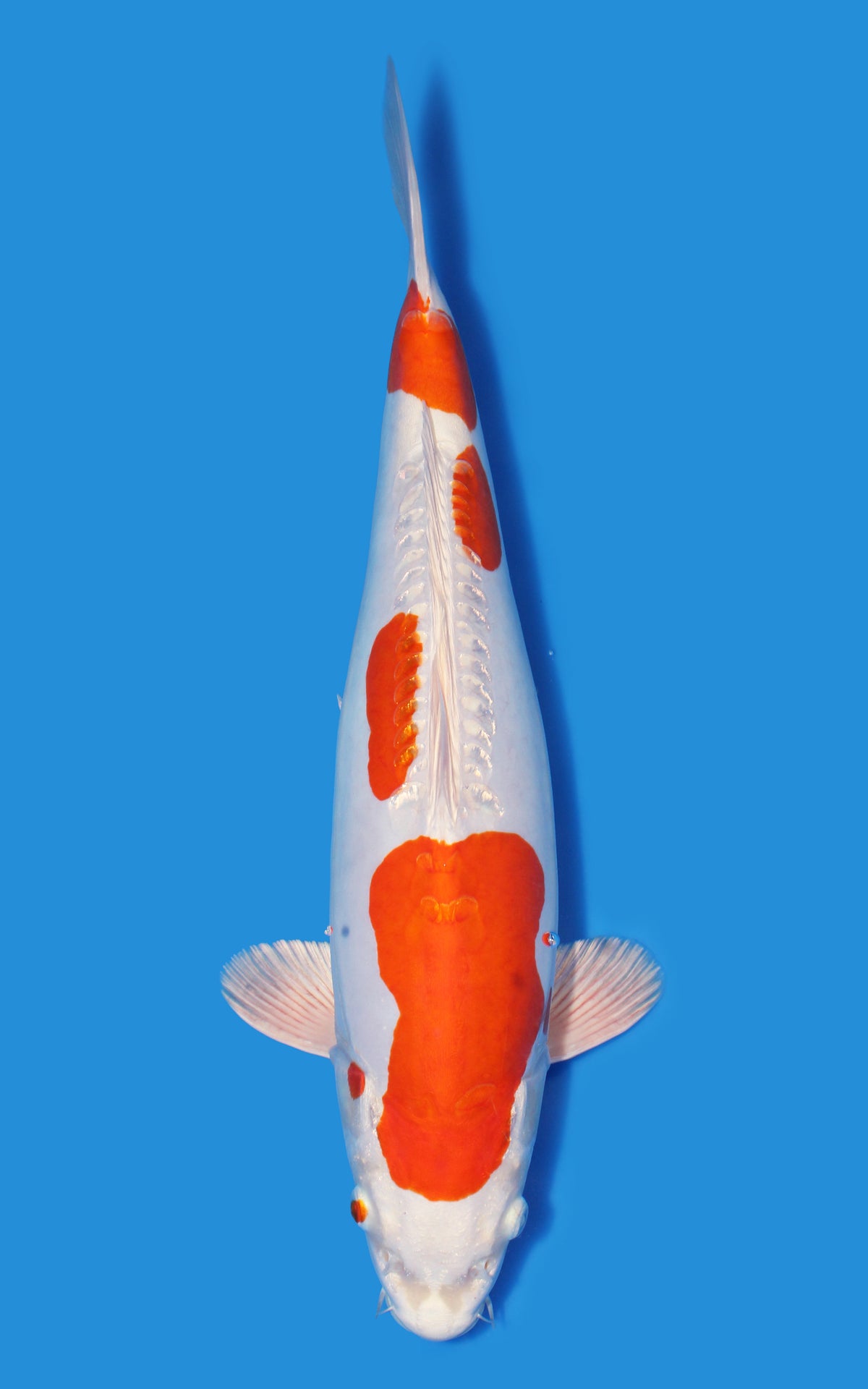 Kikusui