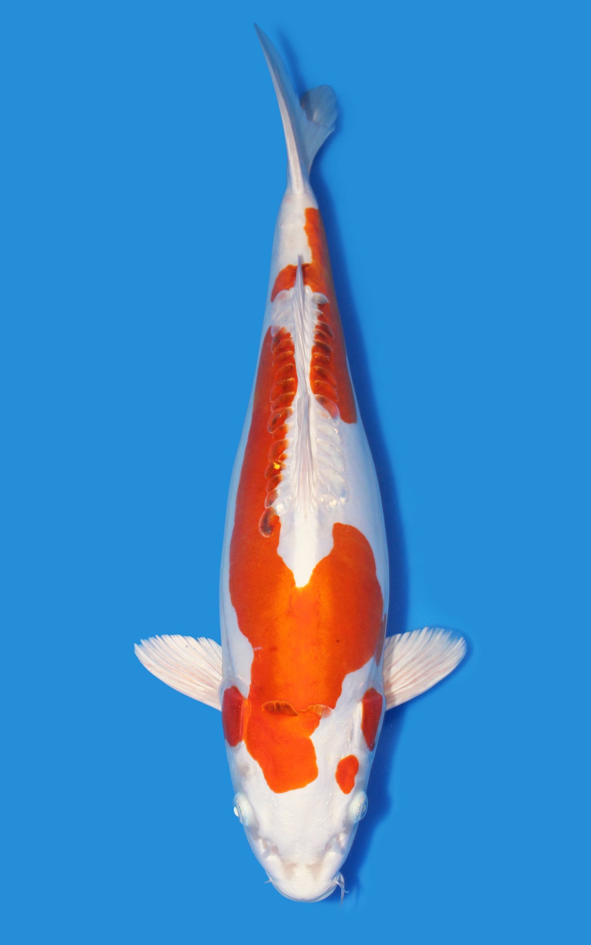 Kikusui