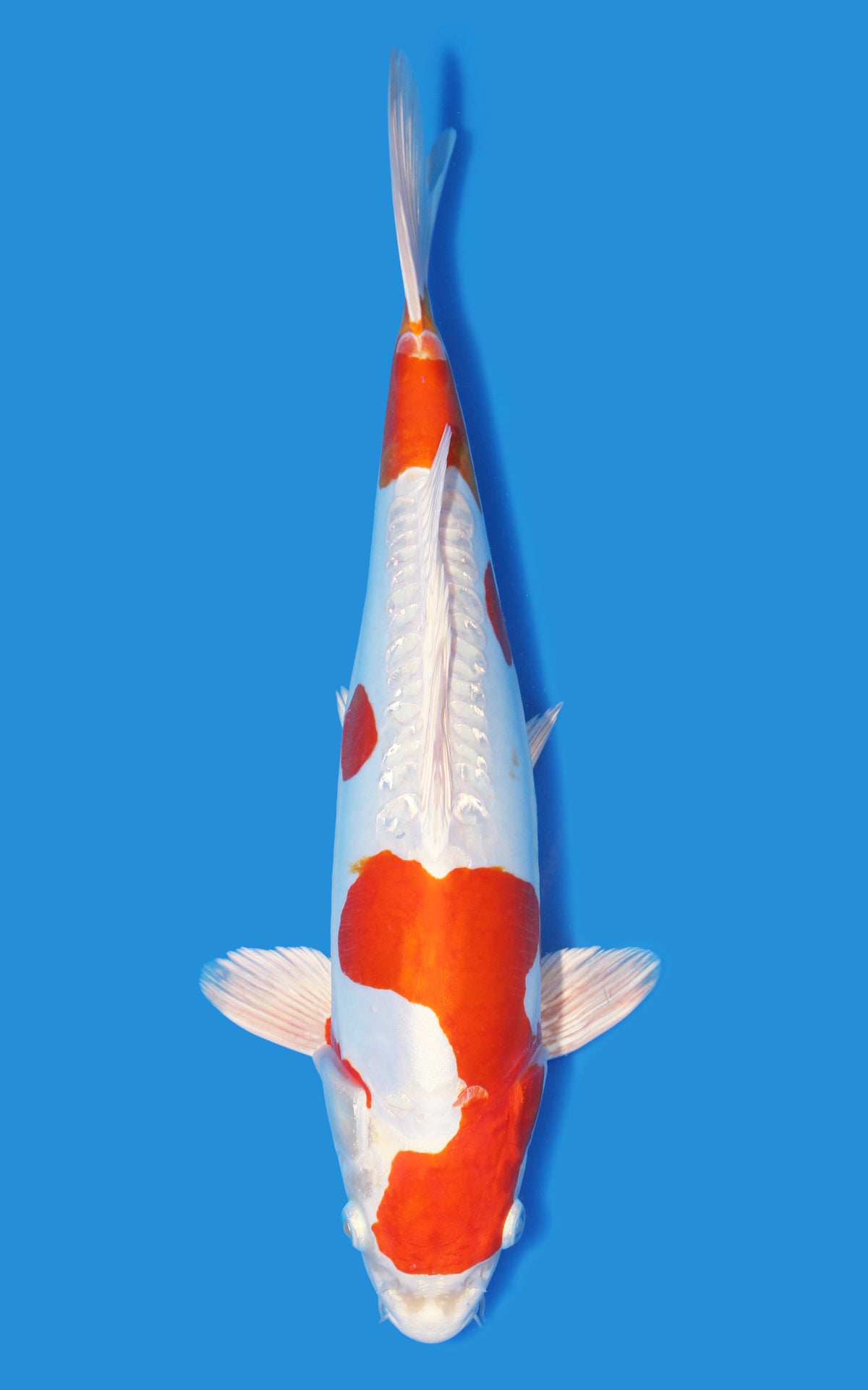 Kikusui