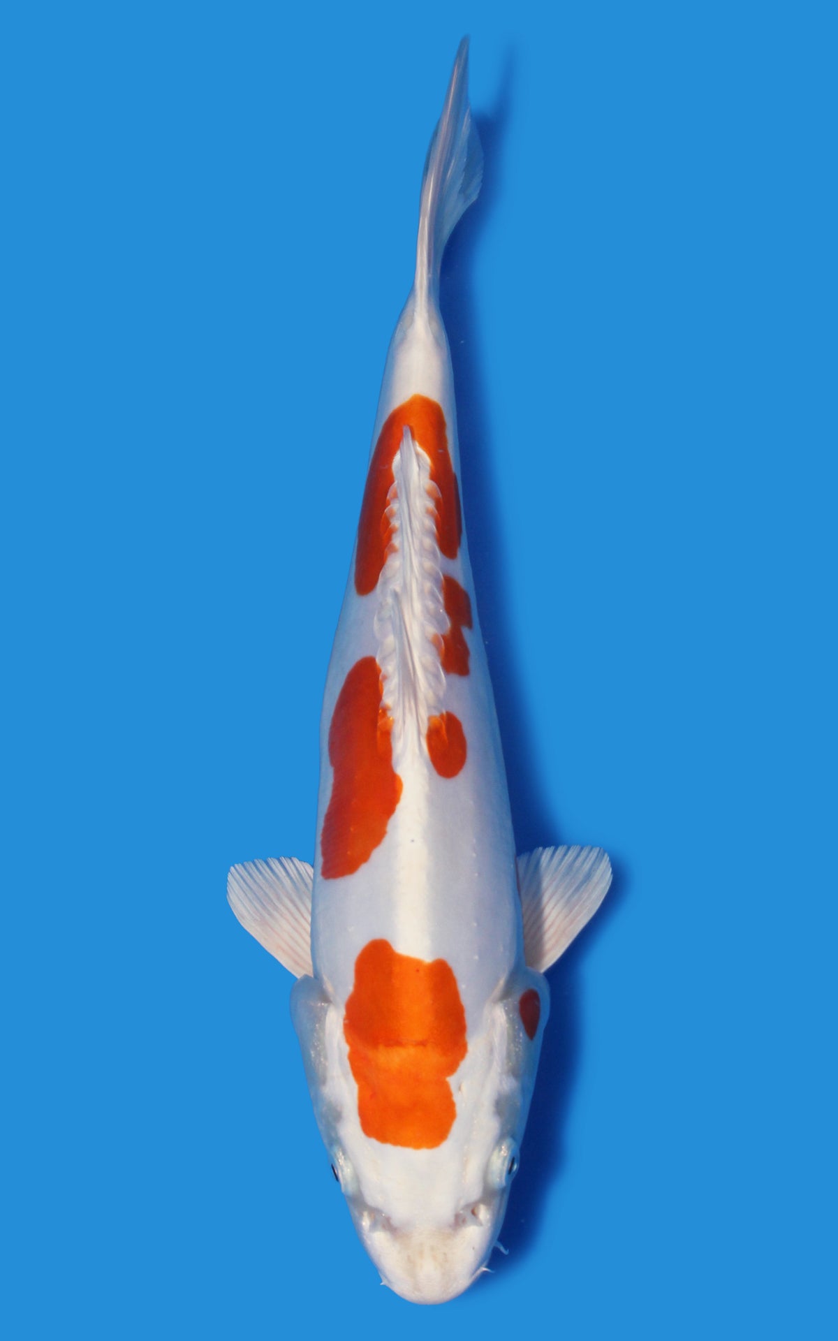 Kikusui