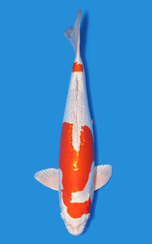 Kikusui